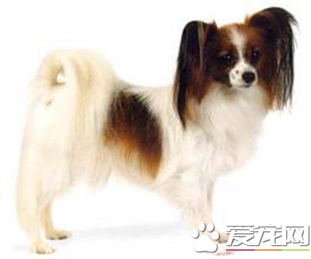 蝴蝶犬粘人嗎 蝴蝶犬對主人極具獨占心