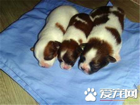 蝴蝶犬粘人嗎 蝴蝶犬對主人極具獨占心