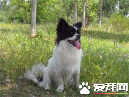蝴蝶犬粘人嗎 蝴蝶犬對主人極具獨占心
