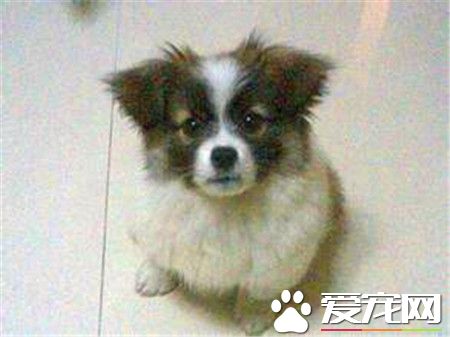 蝴蝶犬凶嗎 蝴蝶犬不凶很友好很好親近