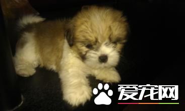 蝴蝶犬習性 蝴蝶犬是最柔弱聰穎的犬種
