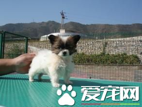 蝴蝶犬習性 蝴蝶犬是最柔弱聰穎的犬種