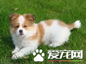 蝴蝶犬習性 蝴蝶犬是最柔弱聰穎的犬種