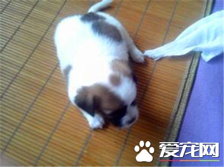 蝴蝶犬凶嗎 蝴蝶犬不凶很友好很好親近