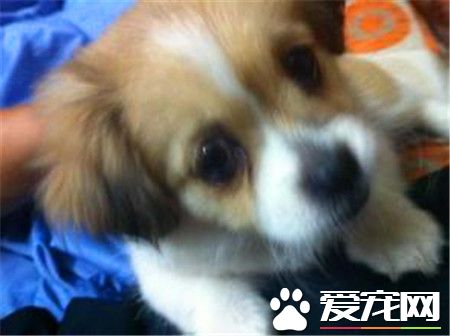 蝴蝶犬凶嗎 蝴蝶犬不凶很友好很好親近