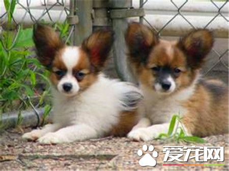 蝴蝶犬特征 純種蝴蝶犬整個身軀都非常的均衡