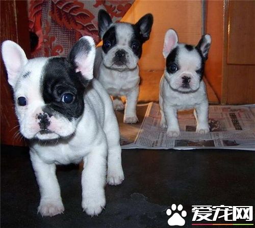 法國斗牛犬能吃饅頭嗎 法國斗牛犬的飲食禁忌