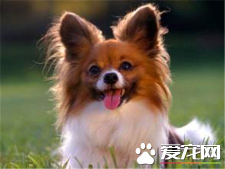 蝴蝶犬特征 純種蝴蝶犬整個身軀都非常的均衡