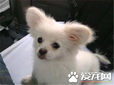 蝴蝶犬壽命 蝴蝶犬壽命一般都在12到13歲間