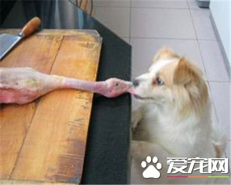 蝴蝶犬壽命 蝴蝶犬壽命一般都在12到13歲間