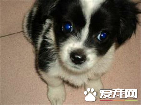 蝴蝶犬壽命 蝴蝶犬壽命一般都在12到13歲間