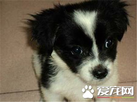 蝴蝶犬身高 蝴蝶犬的體高在20到28厘米