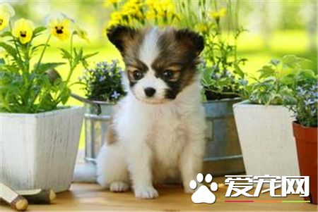 蝴蝶犬身高 蝴蝶犬的體高在20到28厘米