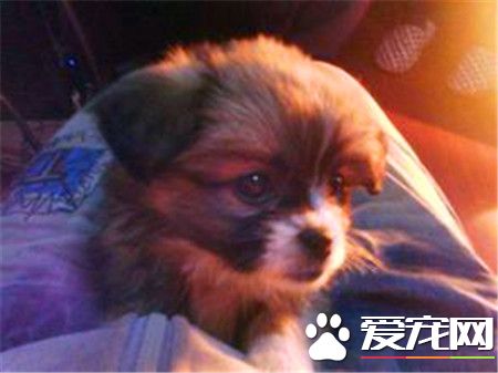 蝴蝶犬身高 蝴蝶犬的體高在20到28厘米