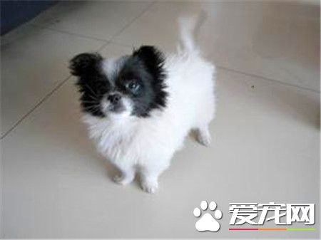 蝴蝶犬能吃什麼 蝴蝶犬吃什麼狗糧好