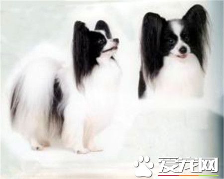 蝴蝶犬能吃什麼 蝴蝶犬吃什麼狗糧好