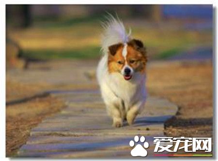 蝴蝶犬能吃什麼 蝴蝶犬吃什麼狗糧好