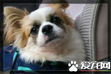 蝴蝶犬耐熱程度 蝴蝶犬的耐熱性很好