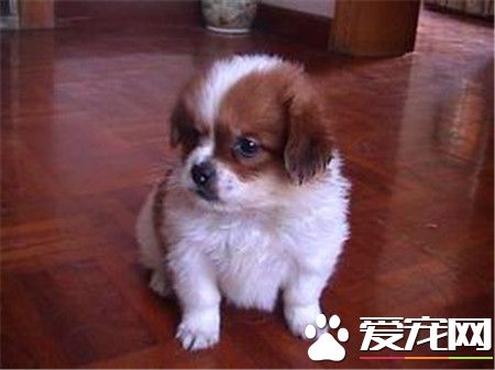 蝴蝶犬耐熱程度 蝴蝶犬的耐熱性很好