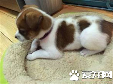 蝴蝶犬耐熱程度 蝴蝶犬的耐熱性很好