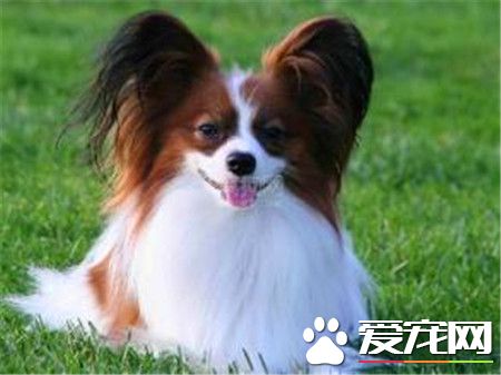蝴蝶犬毛稀少怎麼辦 蝴蝶犬修毛步驟方法