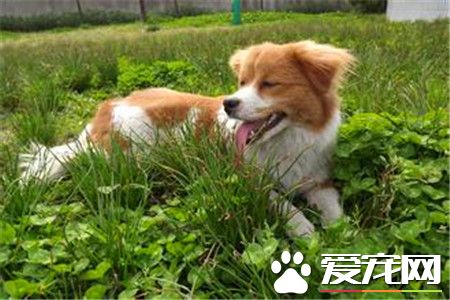 蝴蝶犬毛稀少怎麼辦 蝴蝶犬修毛步驟方法