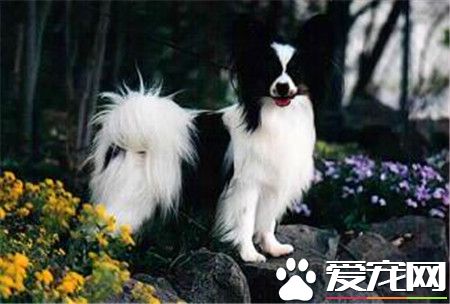蝴蝶犬毛稀少怎麼辦 蝴蝶犬修毛步驟方法