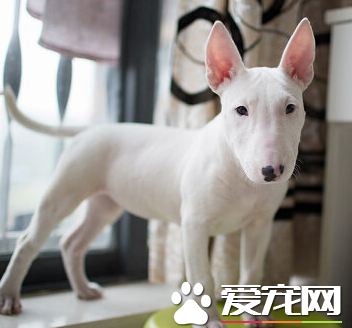 迷你牛頭梗成犬多重 體重在20到25公斤之間