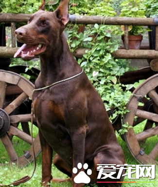 美系德系杜賓犬區別 最直觀的區分在三處