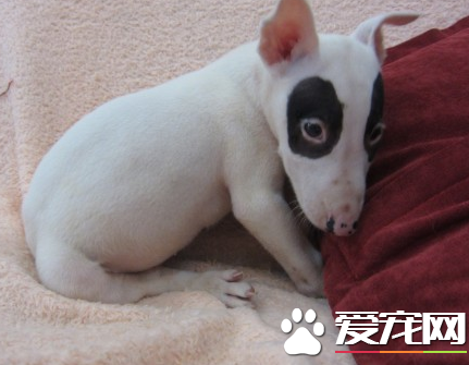 迷你牛頭梗成犬多重 體重在20到25公斤之間