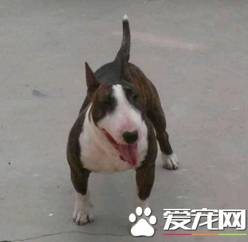 迷你牛頭梗長多大 成犬大約身高35到45厘米