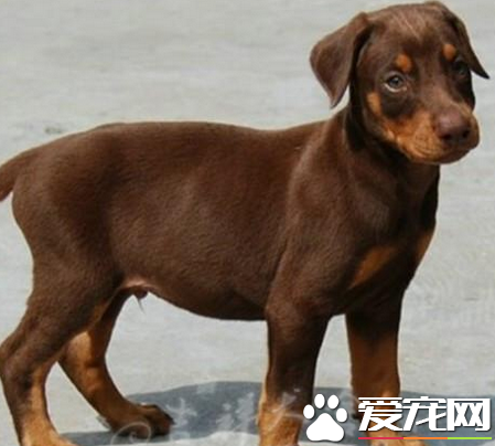 美系德系杜賓犬區別 最直觀的區分在三處