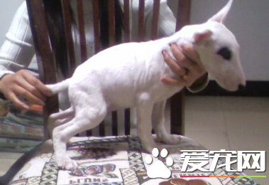 迷你牛頭梗長多大 成犬大約身高35到45厘米