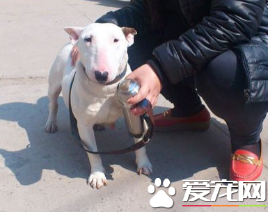 迷你牛頭梗標准 標准身高在10到14英寸間