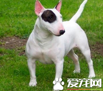 迷你牛頭梗標准 標准身高在10到14英寸間