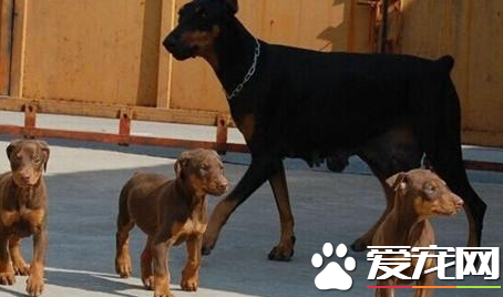 迷你杜賓犬顏色 杜賓犬毛色以巧克力色