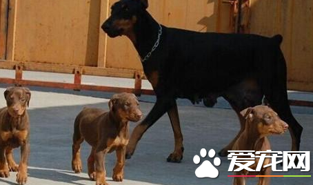 迷你杜賓犬顏色 杜賓犬毛色以巧克力色