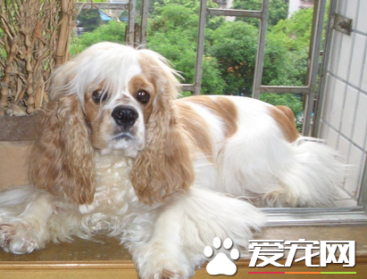 美國可卡犬智商怎麼樣 可卡犬智商是比較高的