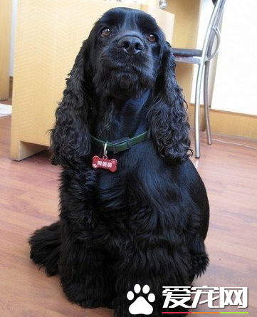 美國可卡犬智商怎麼樣 可卡犬智商是比較高的