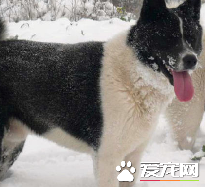 美系秋田犬的優缺點 比較善解人意的狗狗