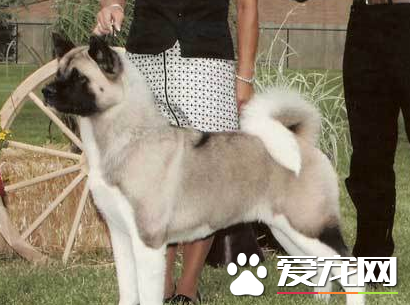 美系秋田犬的優缺點 比較善解人意的狗狗