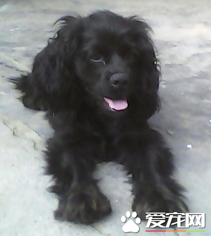 美國可卡犬世界排名 智商排名在第18位