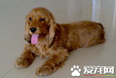美國可卡犬缺點 對環境有著強烈的好奇心