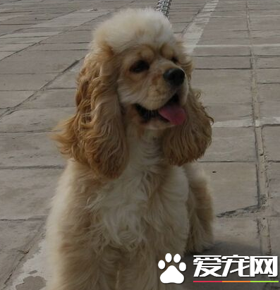 美國可卡犬缺點 對環境有著強烈的好奇心