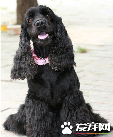 美國可卡犬毛多容易掉嗎 掉毛還不算厲害