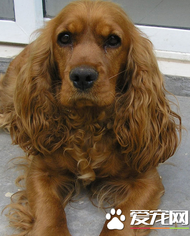 美國可卡犬介紹 美國可卡犬的的品種介紹
