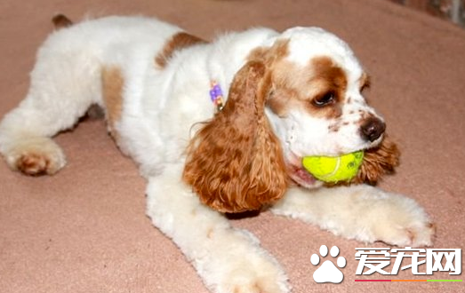 美國可卡犬毛多容易掉嗎 掉毛還不算厲害