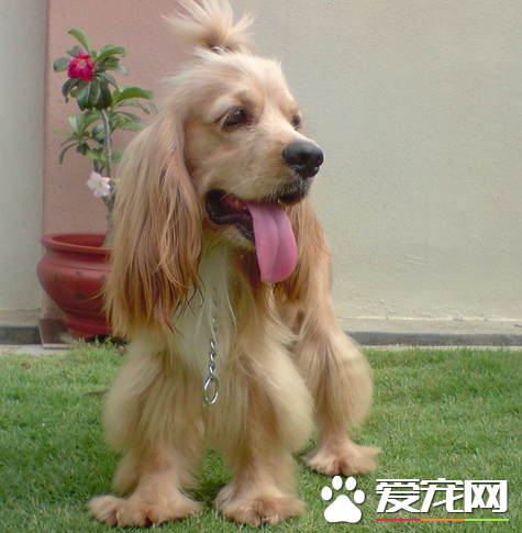 美國可卡犬介紹 美國可卡犬的的品種介紹