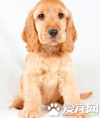 美國可卡犬幾周能洗澡 可卡犬的正確洗澡方法