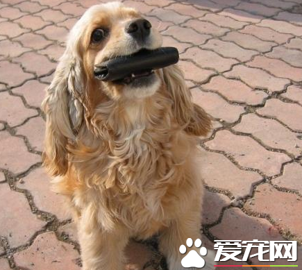 美國可卡犬幾周能洗澡 可卡犬的正確洗澡方法